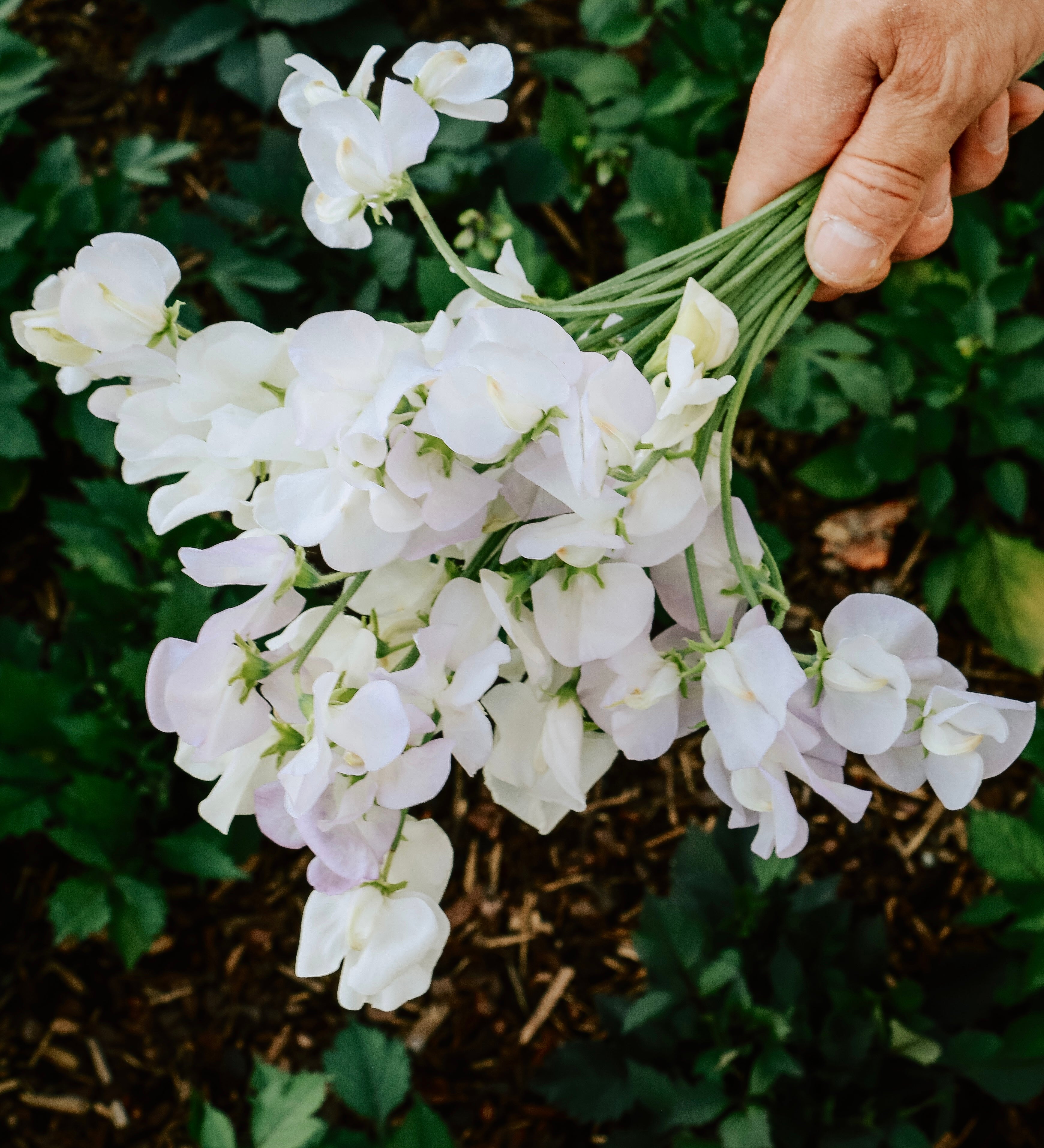 Lathyrus odoratus 'Spencer Arthur Hellyer'-Angelo