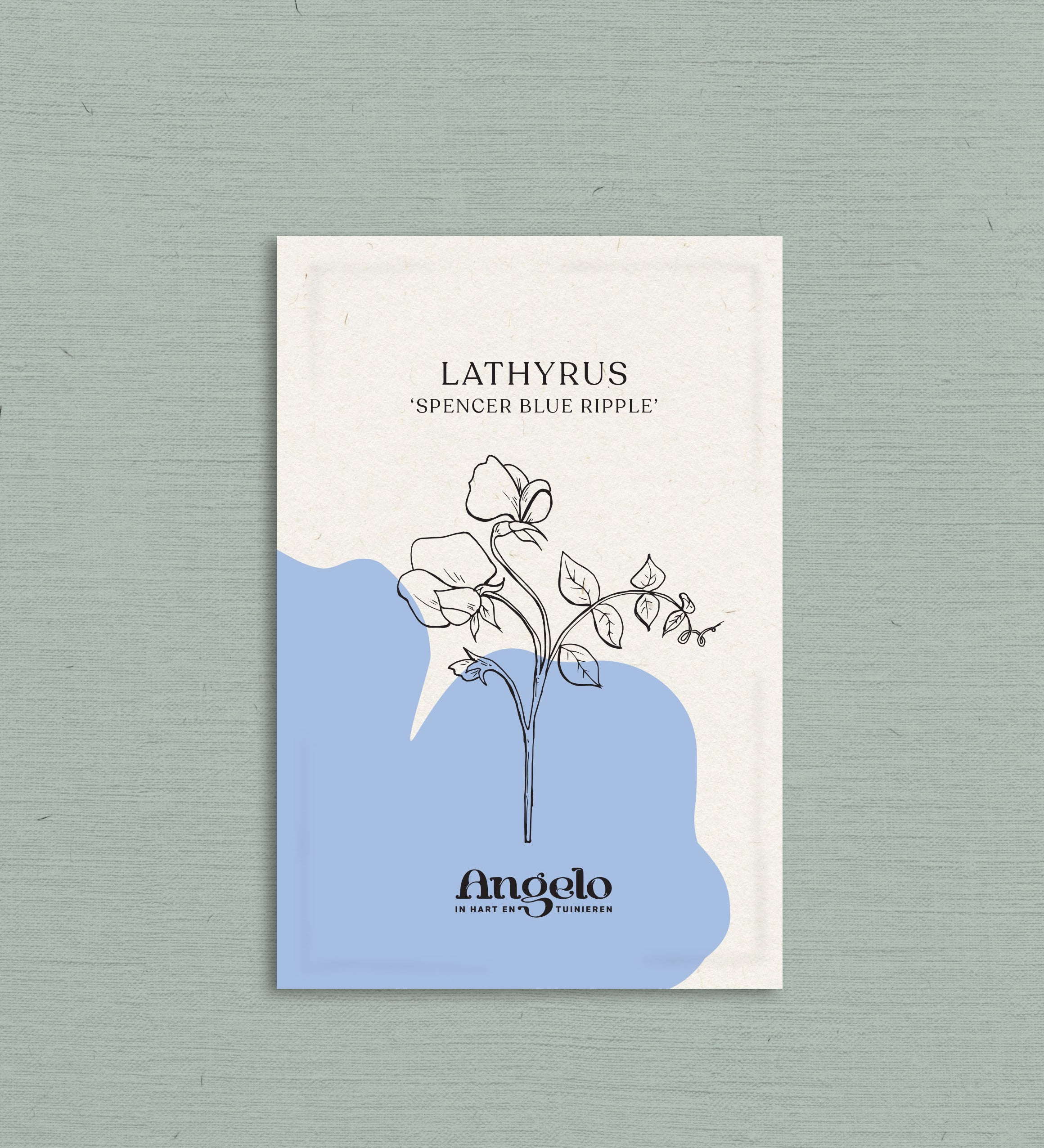 Lathyrus odoratus 'spencer blue ripple'-Angelo