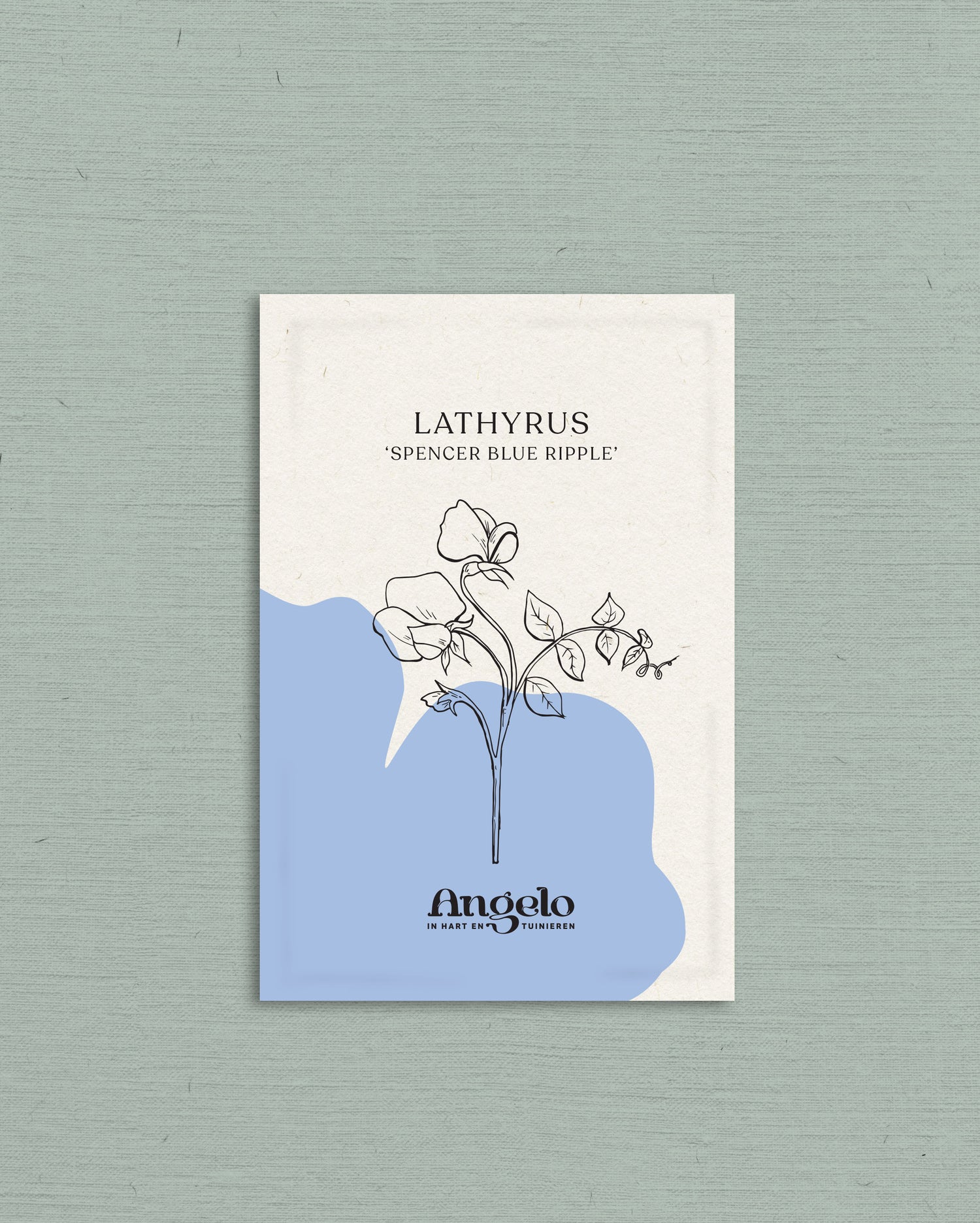 Lathyrus odoratus &