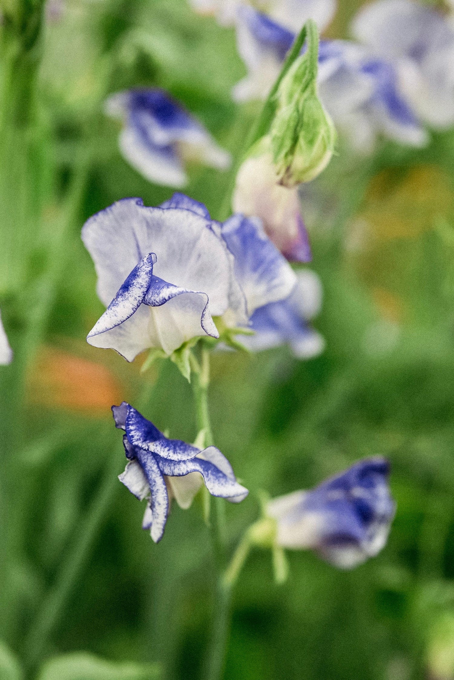 Lathyrus odoratus &