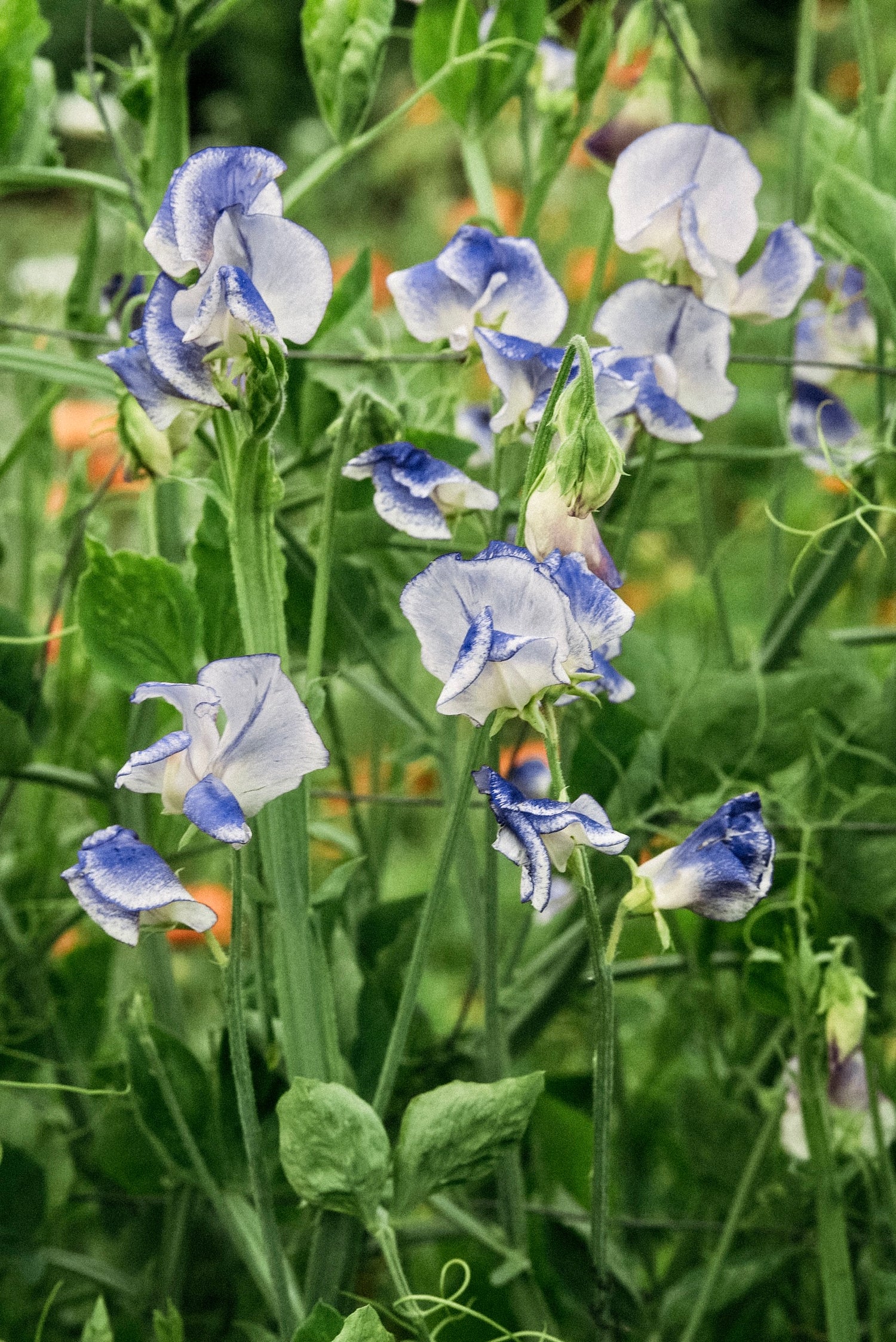 Lathyrus odoratus &