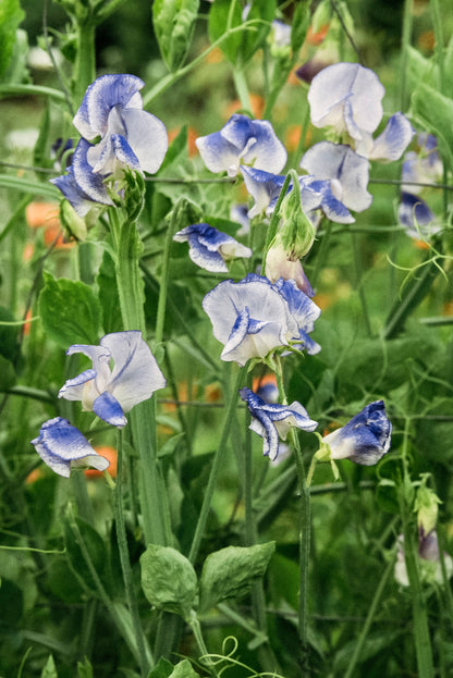 Lathyrus odoratus &