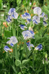 Lathyrus odoratus &