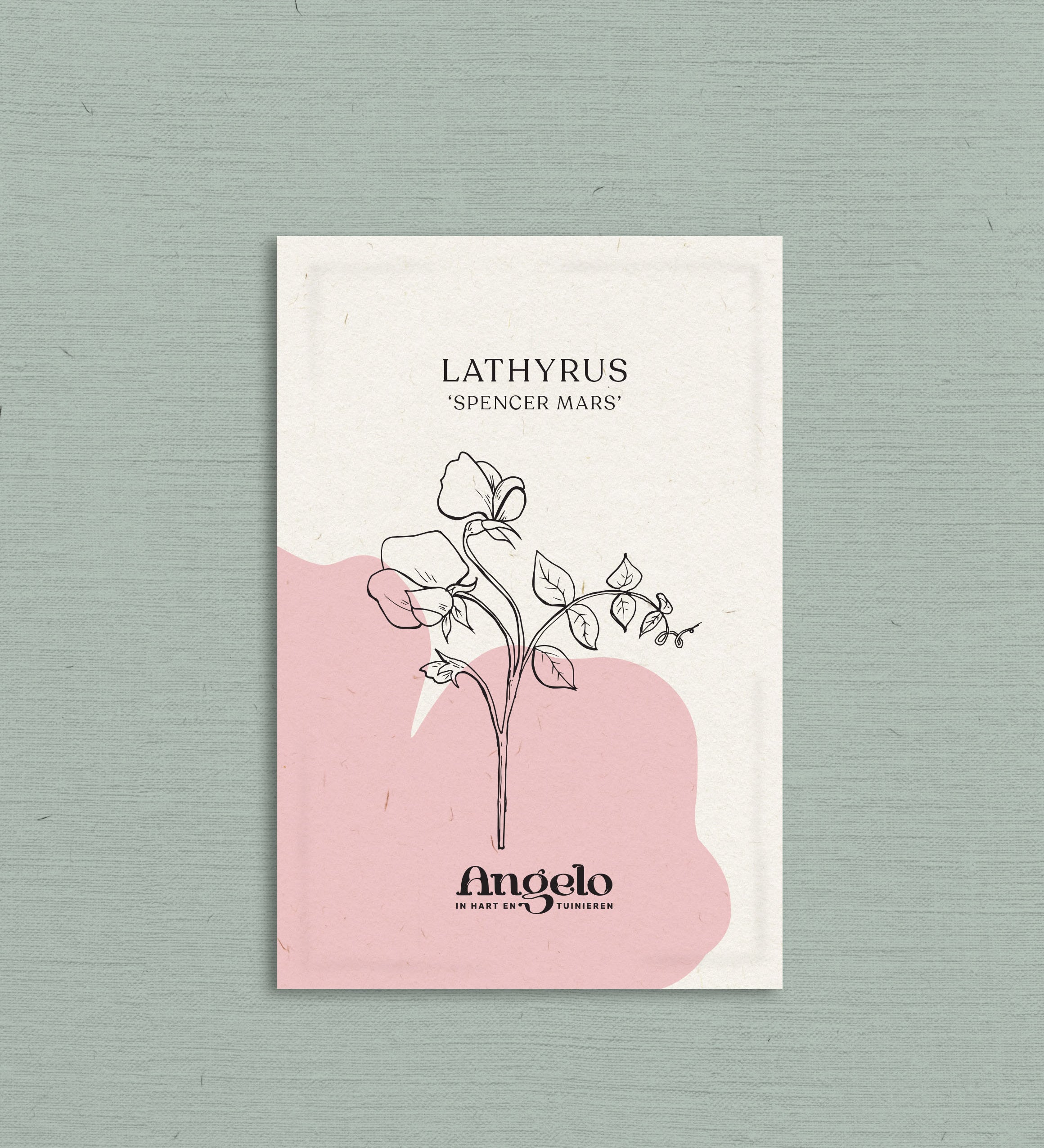 Lathyrus odoratus 'Spencer Mars'-Angelo