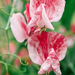Lathyrus odoratus 'Spencer Mars'-Angelo