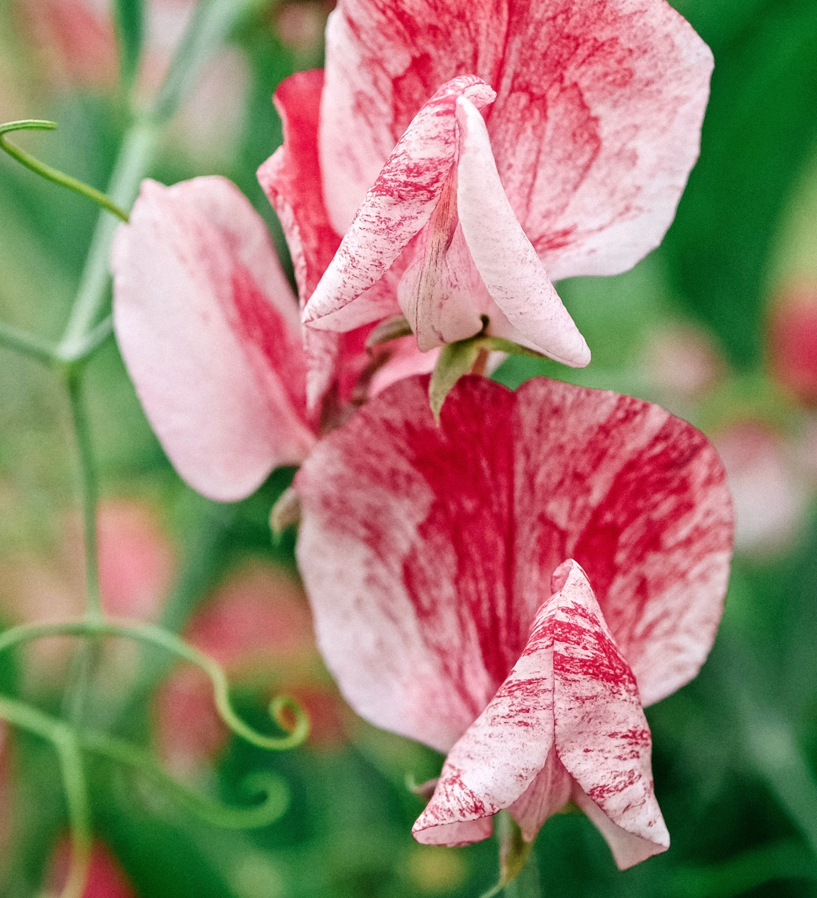 Lathyrus odoratus 'Spencer Mars'-Angelo