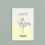 Lathyrus odoratus 'spencer old times'-Angelo