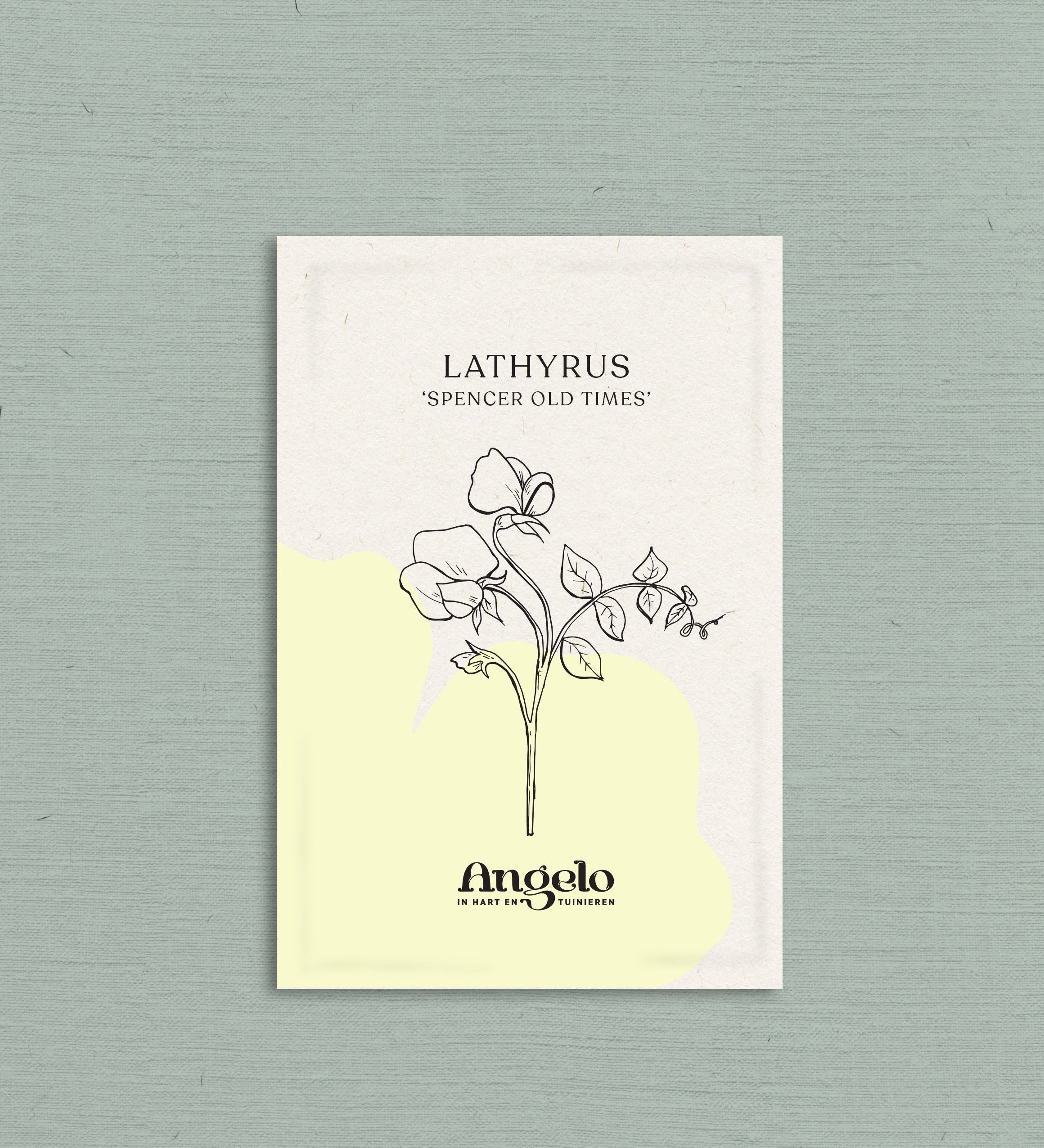 Lathyrus odoratus 'spencer old times'-Angelo