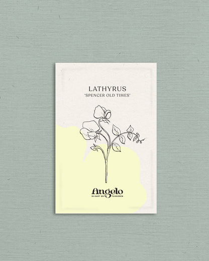 Lathyrus odoratus &