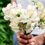 Lathyrus odoratus 'spencer old times'-Angelo