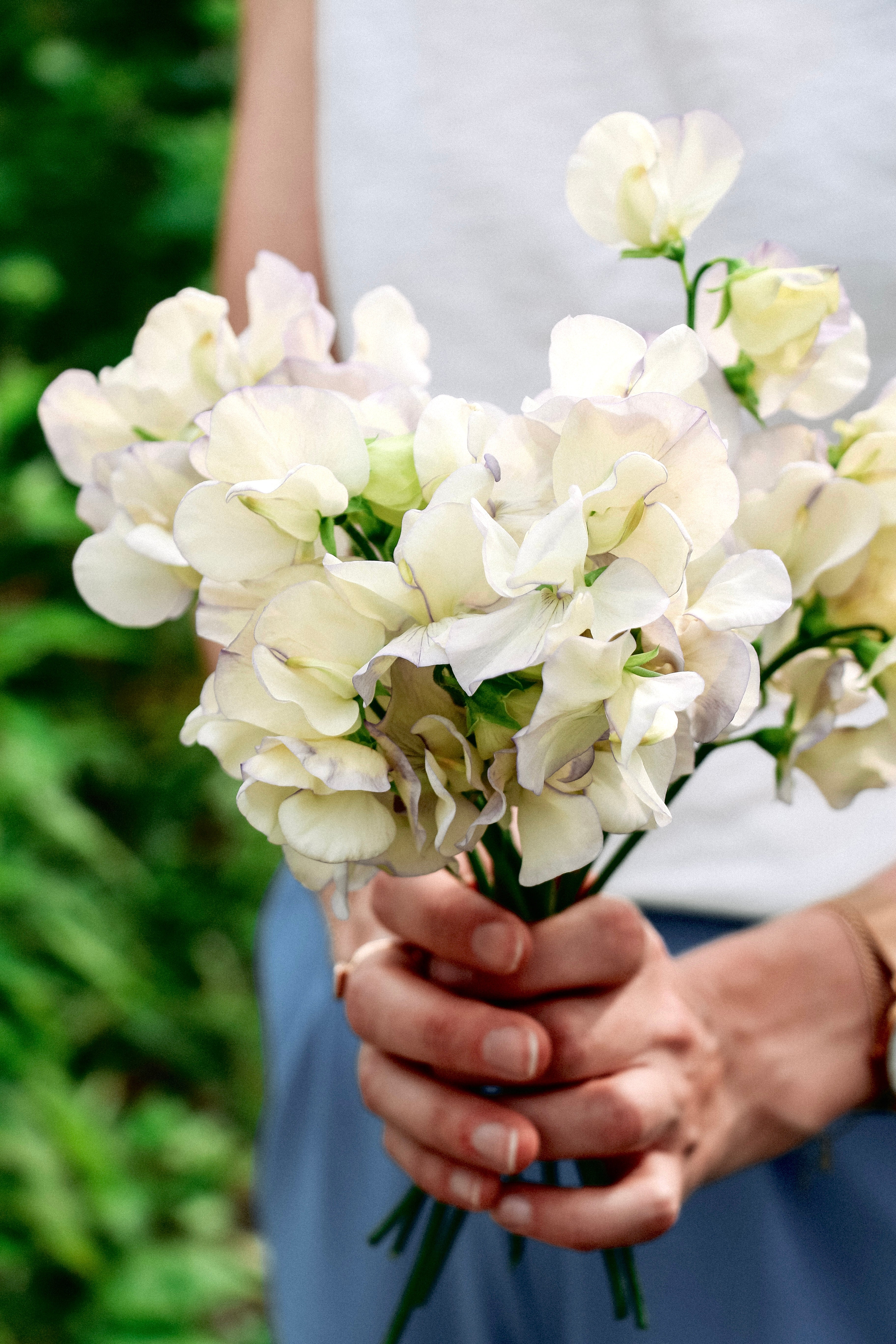 Lathyrus odoratus &