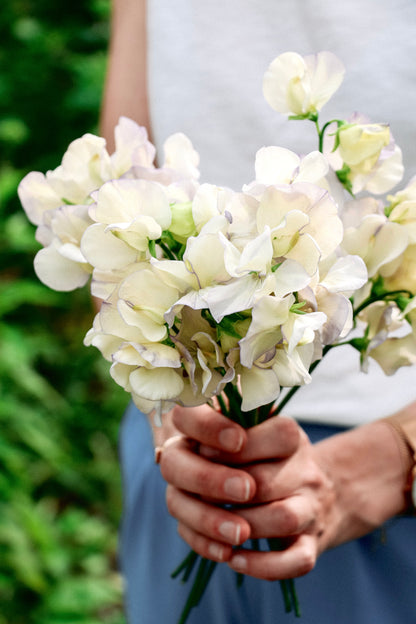 Lathyrus odoratus &