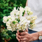 Lathyrus odoratus 'spencer old times'-Angelo