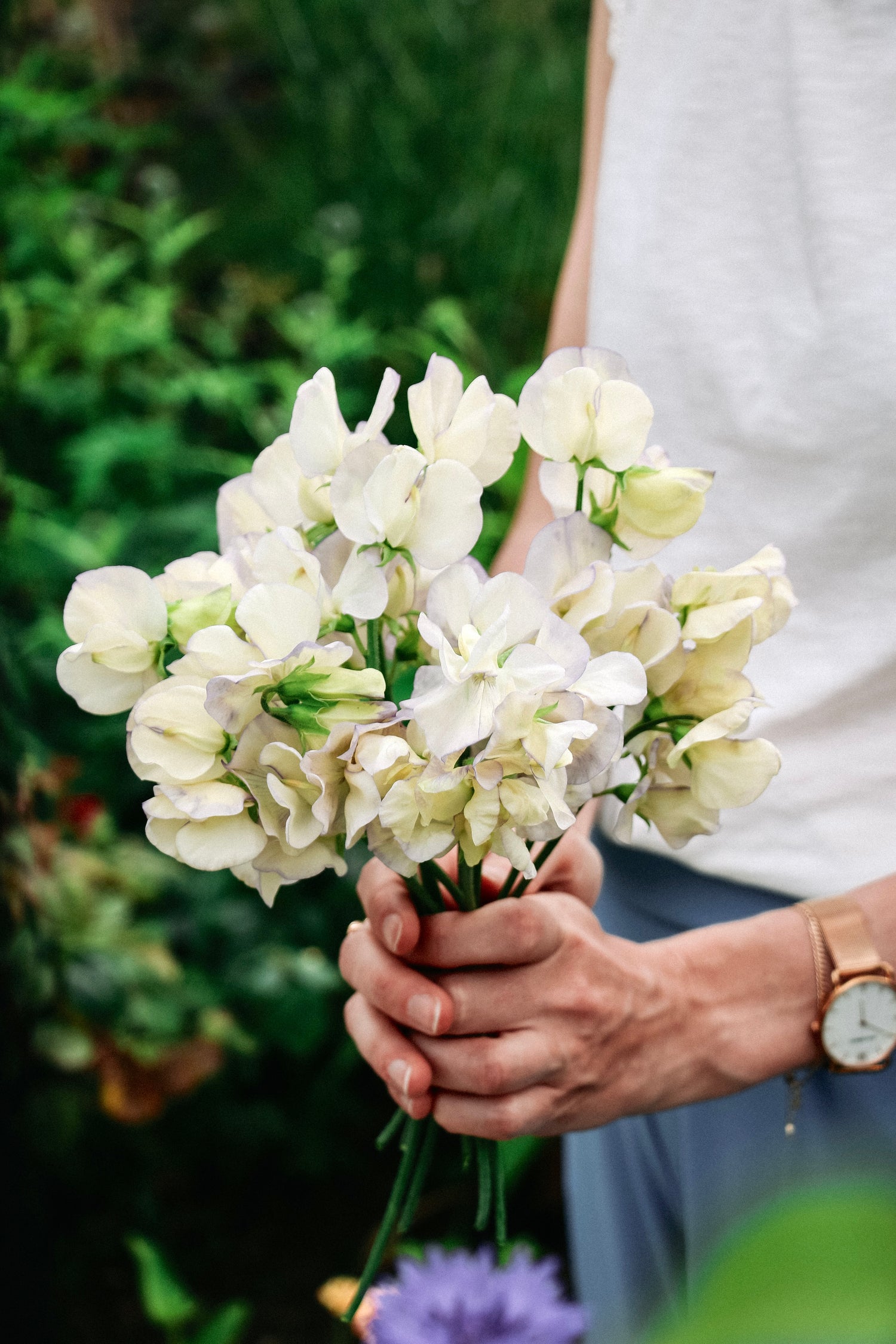Lathyrus odoratus &