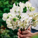 Lathyrus odoratus 'spencer old times'-Angelo