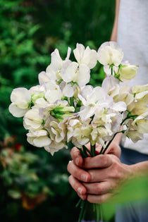 Lathyrus odoratus 'spencer old times'-Angelo