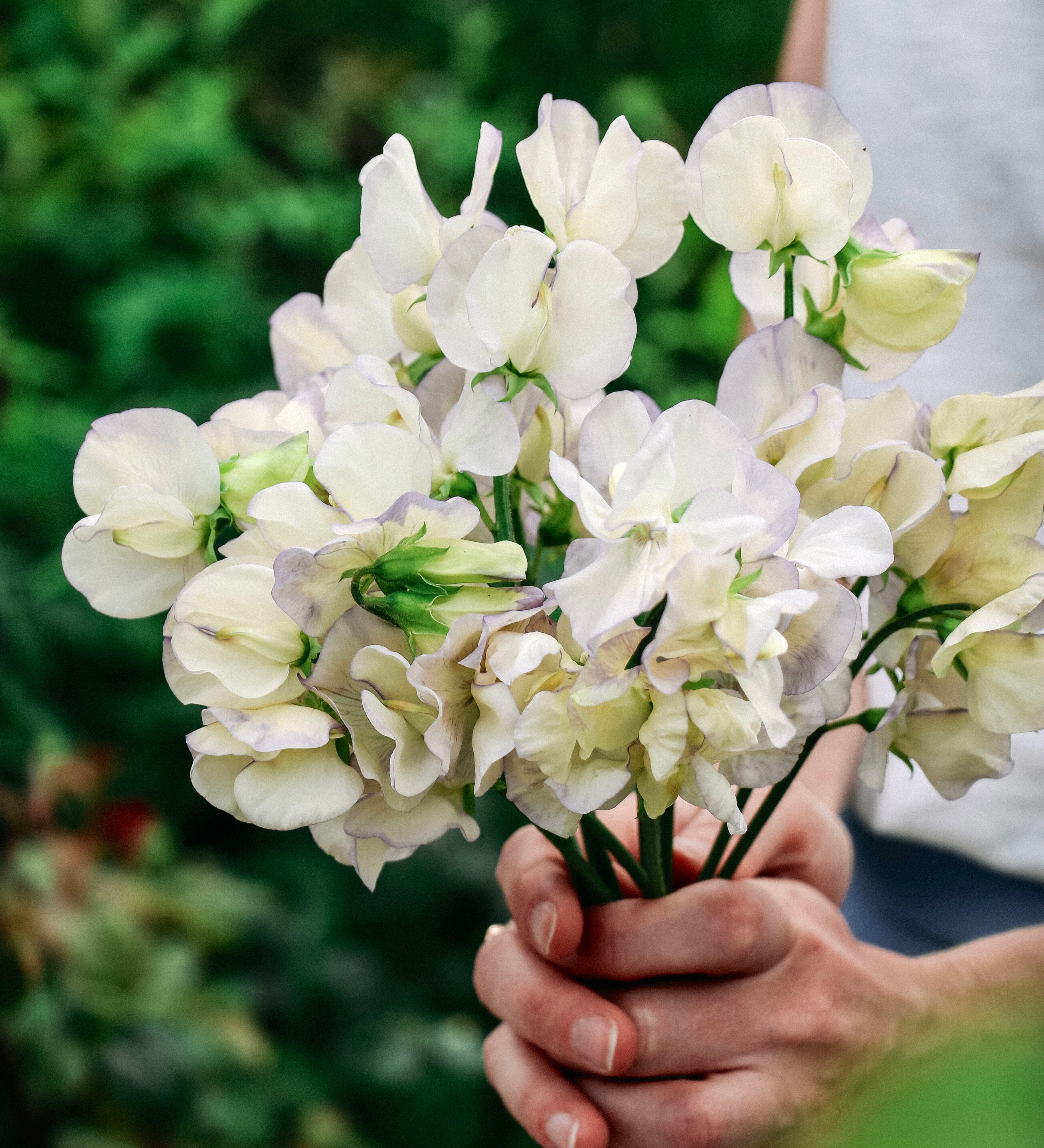 Lathyrus odoratus 'spencer old times'-Angelo