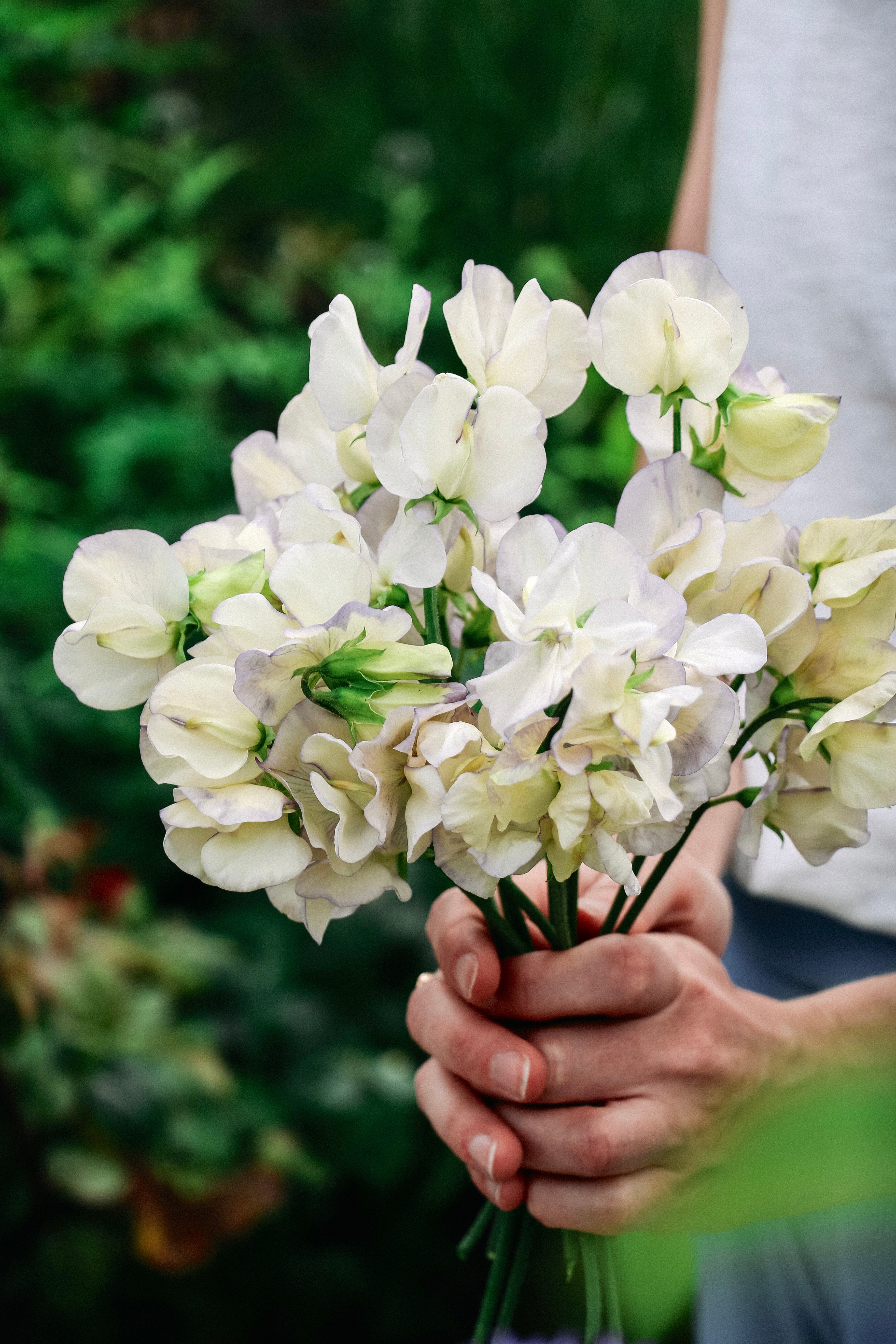 Lathyrus odoratus 'spencer old times'-Angelo