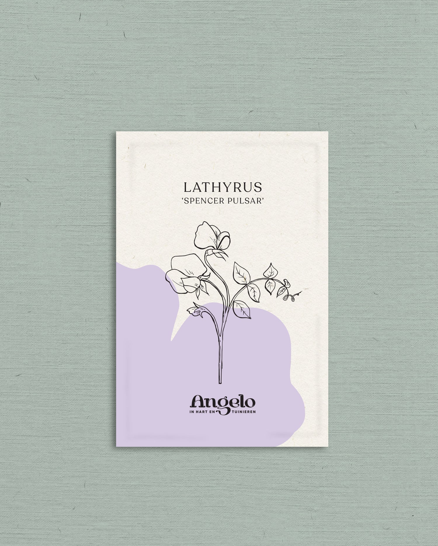 Lathyrus odoratus &