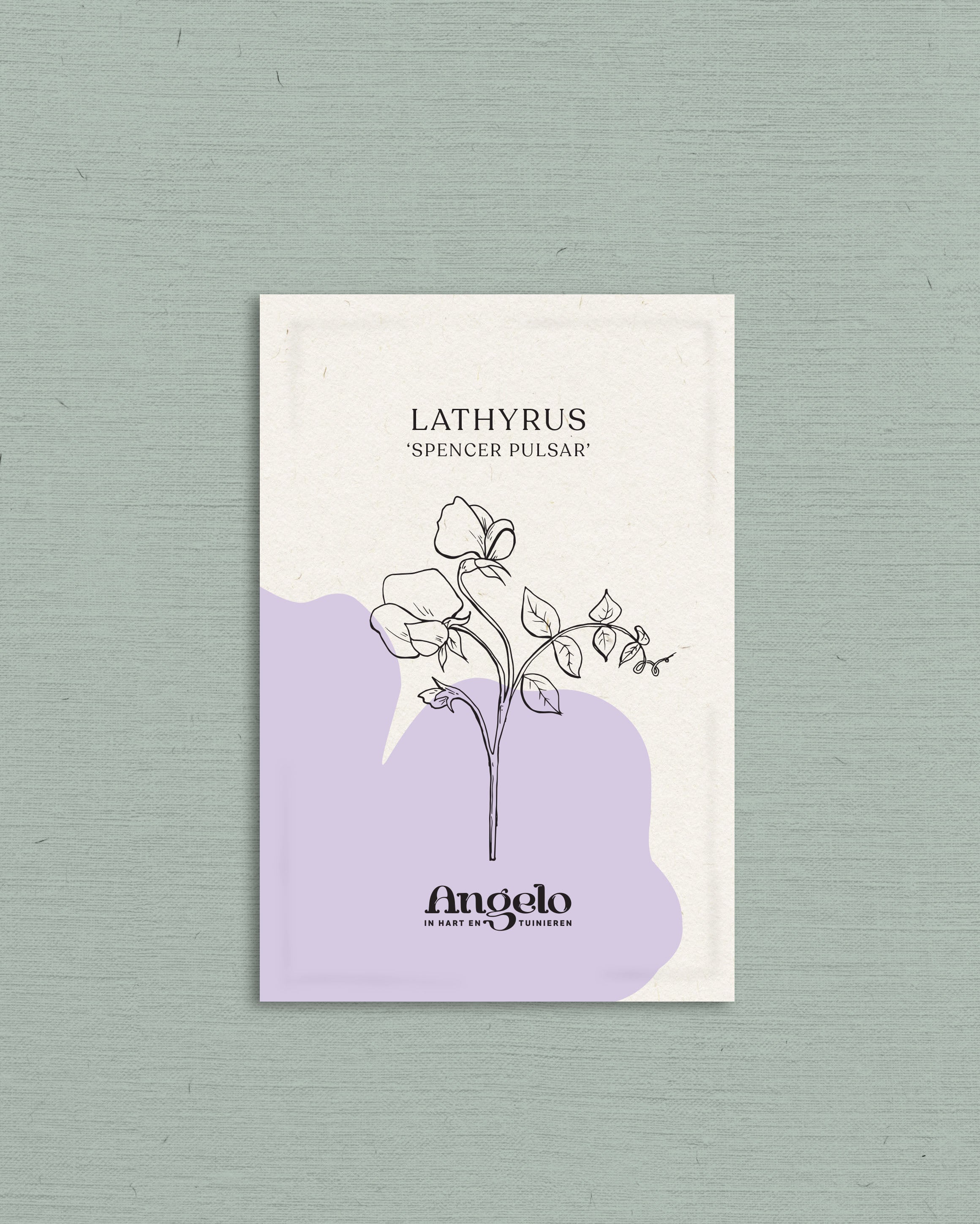 Lathyrus odoratus &