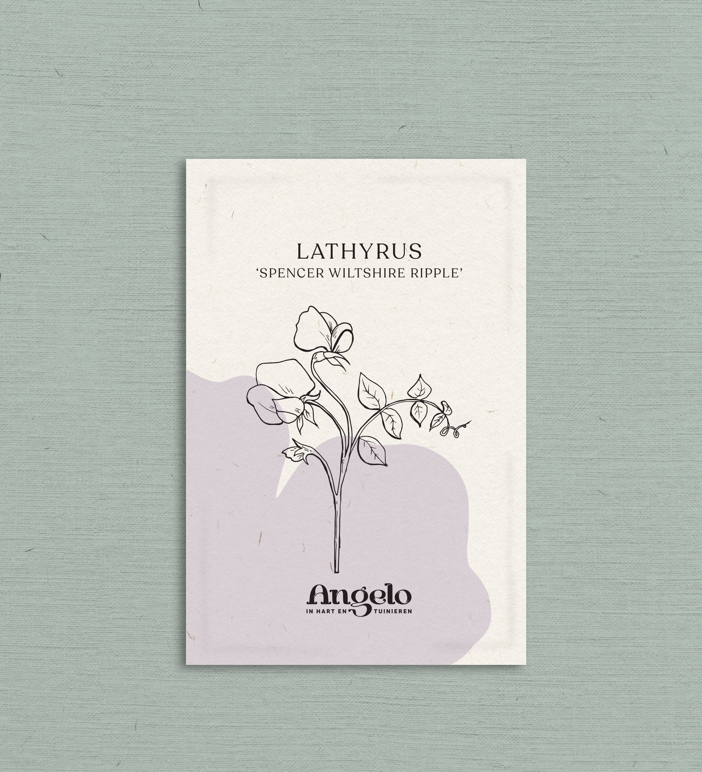 Lathyrus odoratus 'Spencer Wiltshire Ripple'-Angelo
