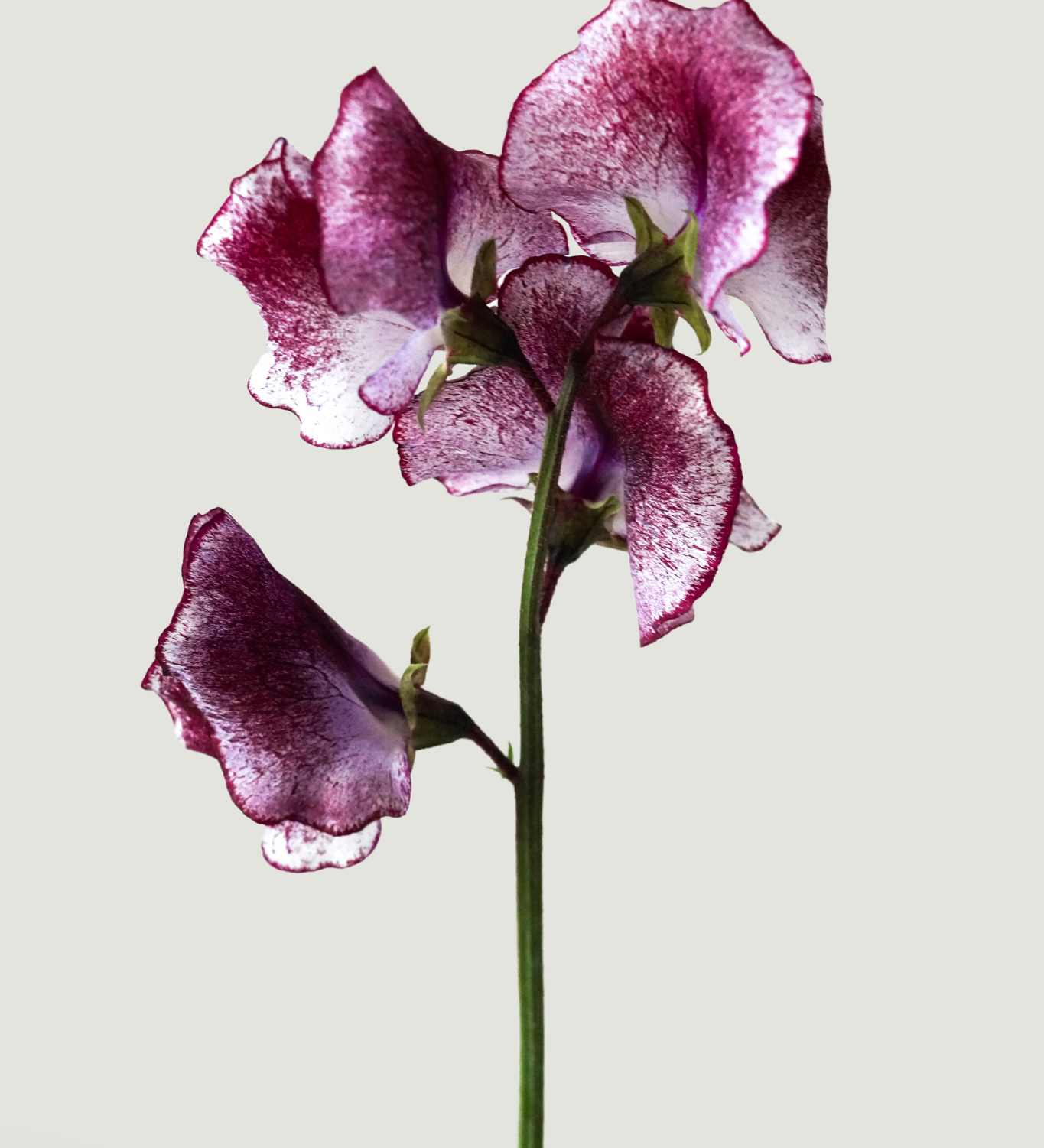 Lathyrus odoratus 'Spencer Wiltshire Ripple'-Angelo
