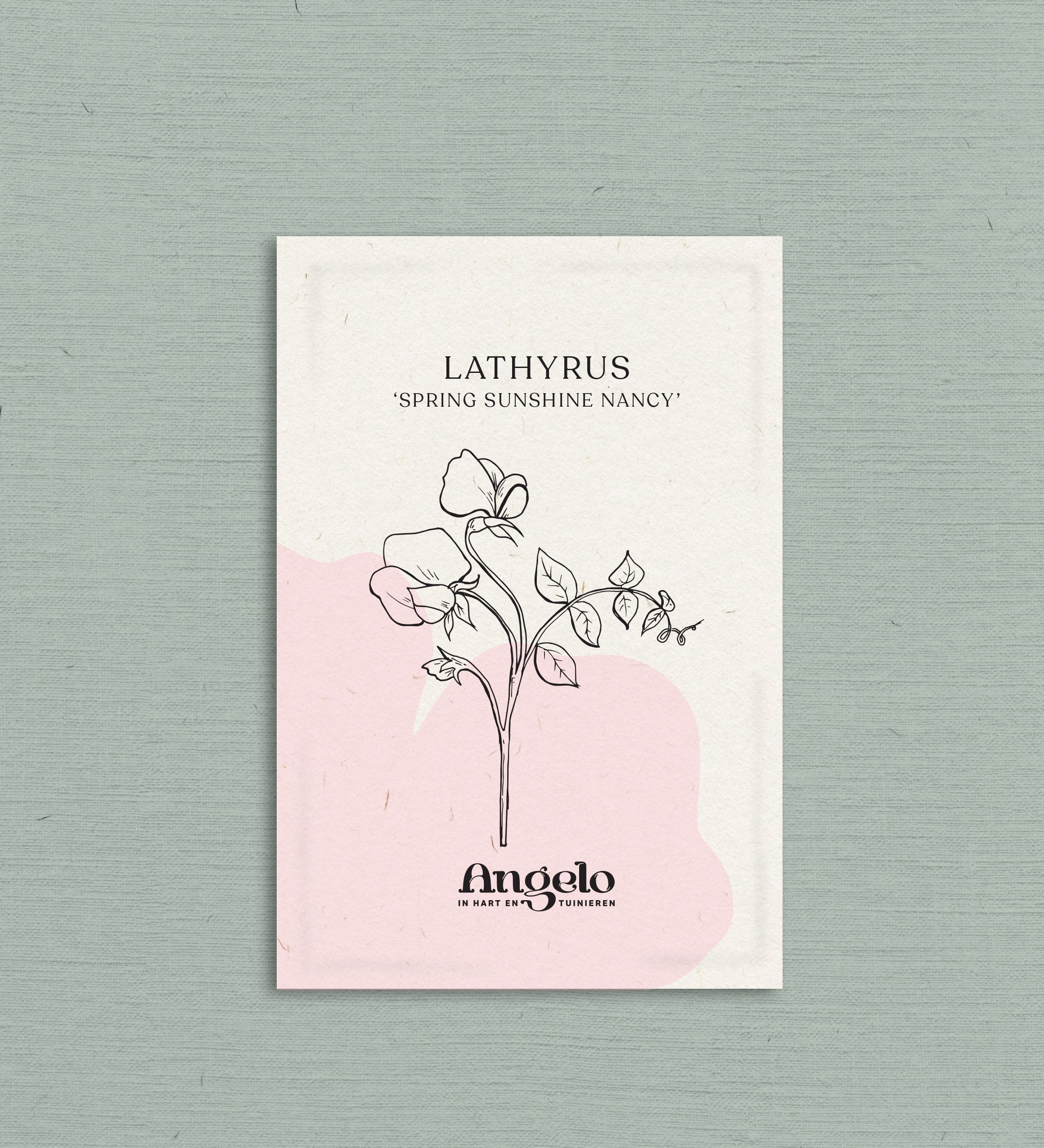 Lathyrus odoratus 'Spring Sunshine Nancy'-Angelo