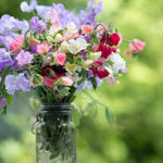 Lathyrus odoratus 'Spencer Mix'-Angelo