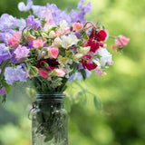 Lathyrus odoratus 'Spencer Mix'-Angelo