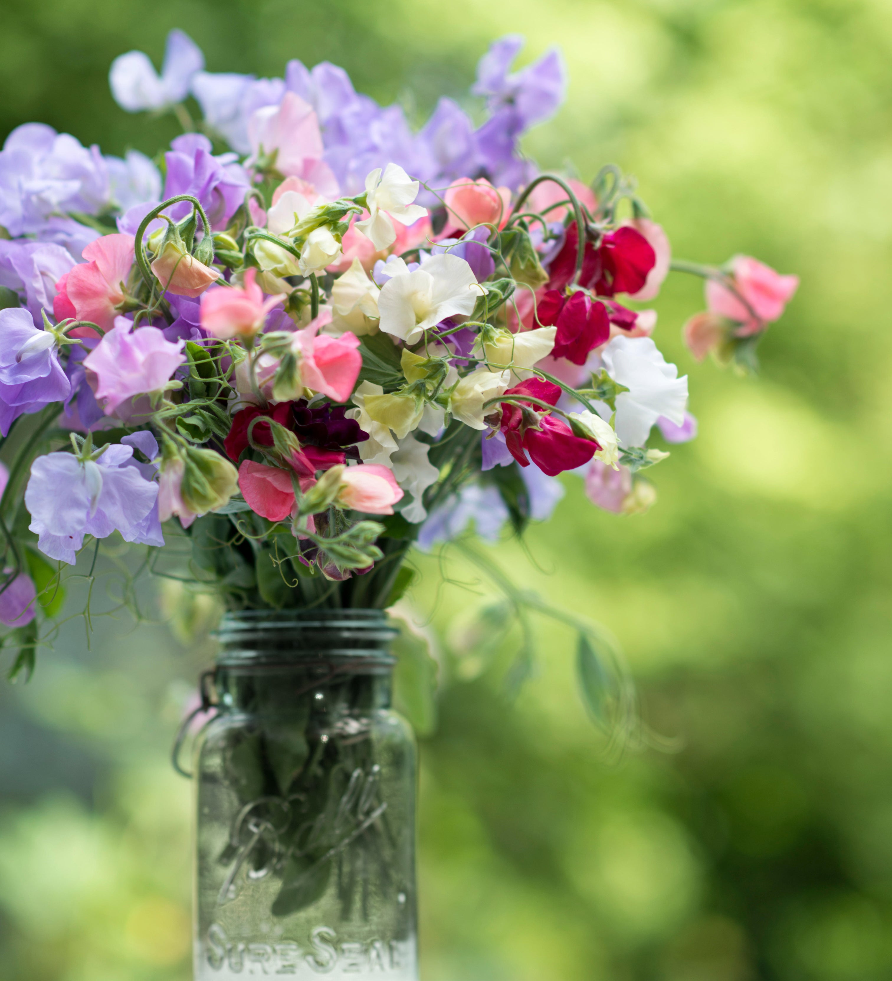 Lathyrus odoratus 'Spencer Mix'-Angelo