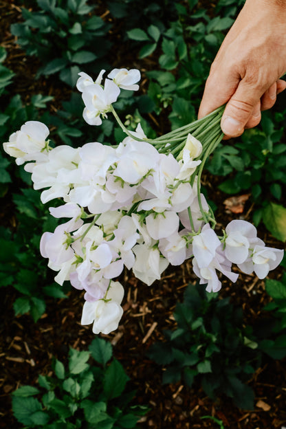 Lathyrus odoratus &