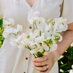 Lathyrus odoratus 'Ice Cream'-Angelo
