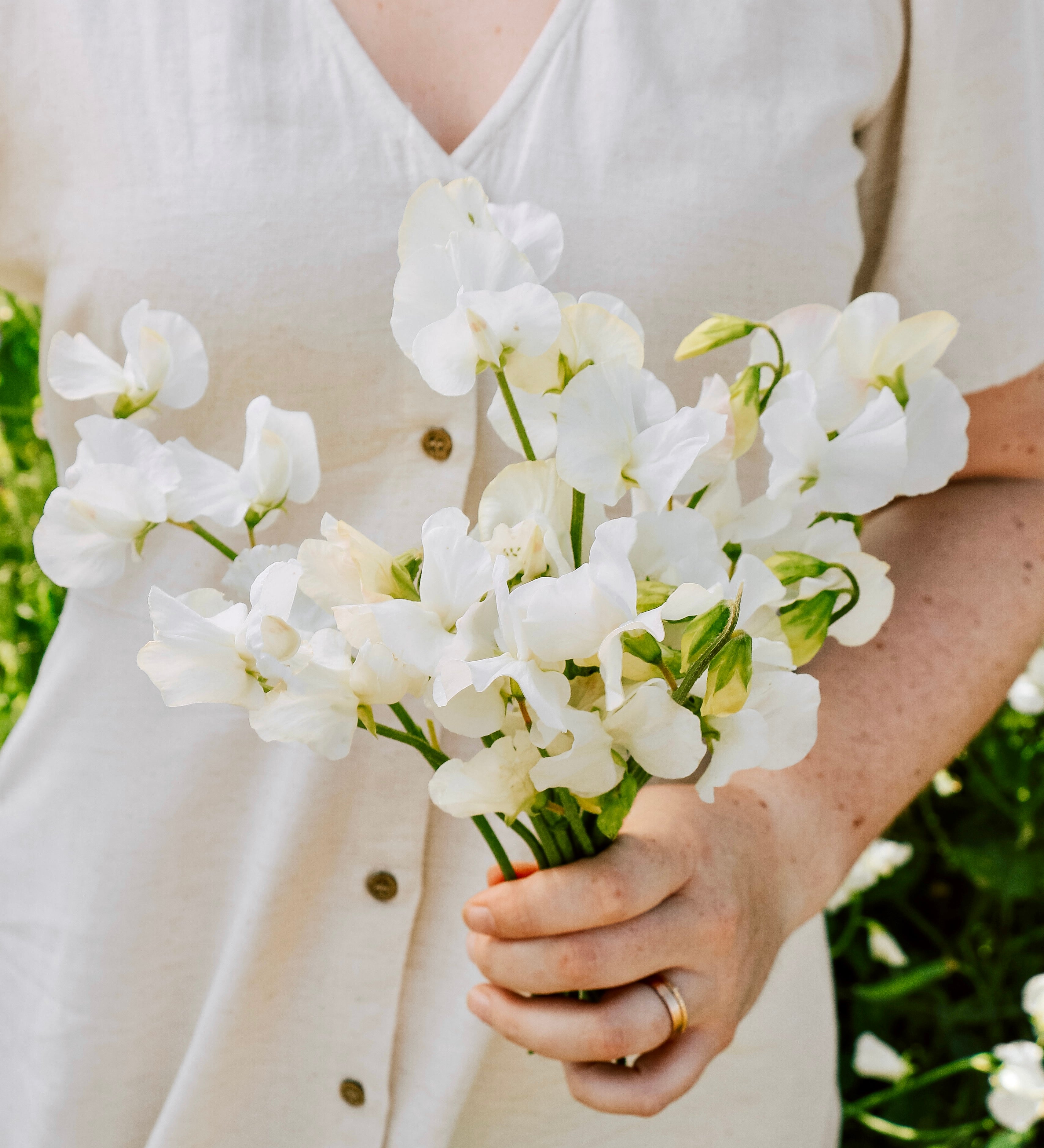 Lathyrus odoratus 'Ice Cream'-Angelo
