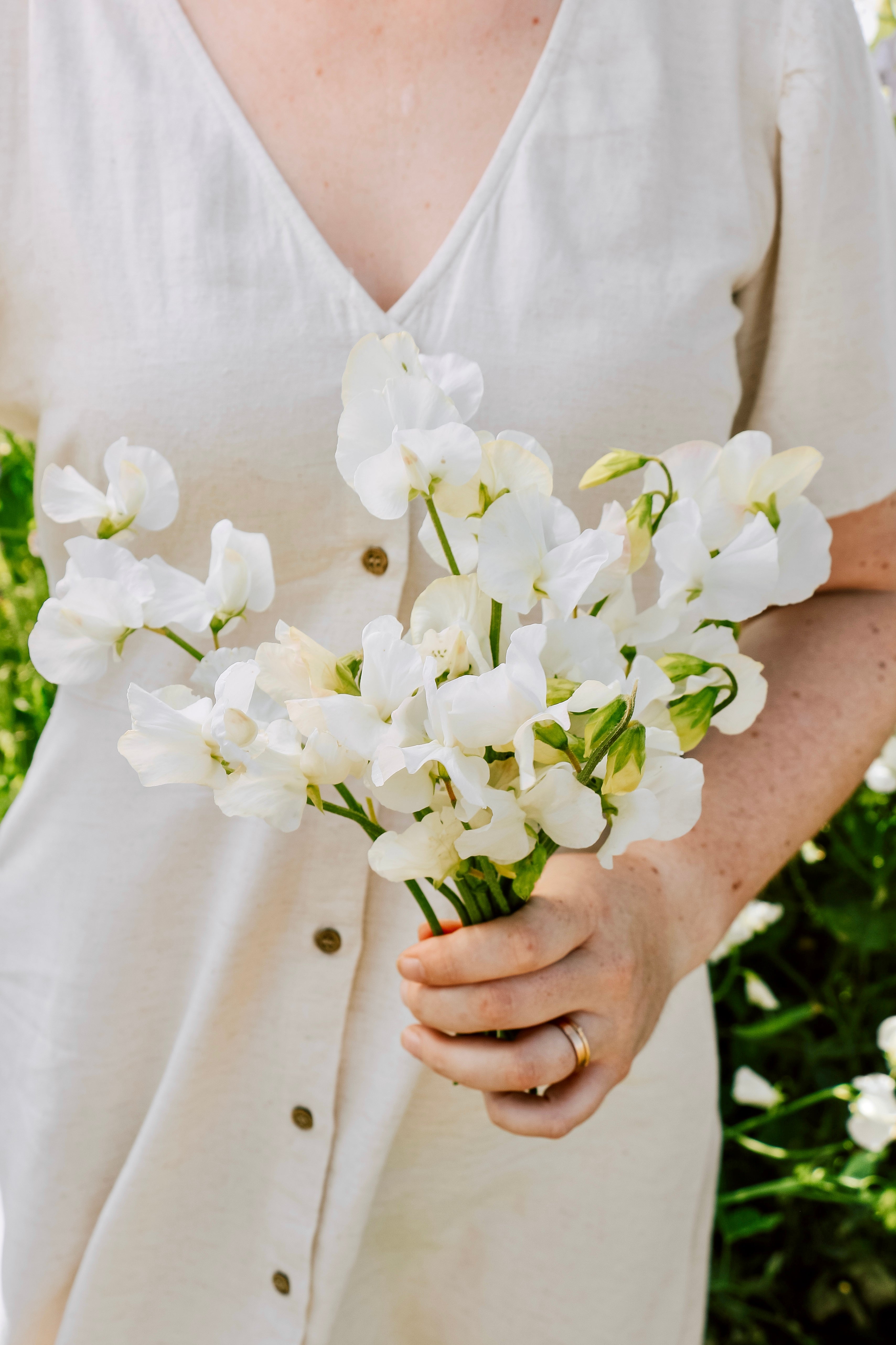 Lathyrus odoratus 'Ice Cream'-Angelo