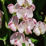 Lathyrus latifolius 'Pink Pearl'-Angelo