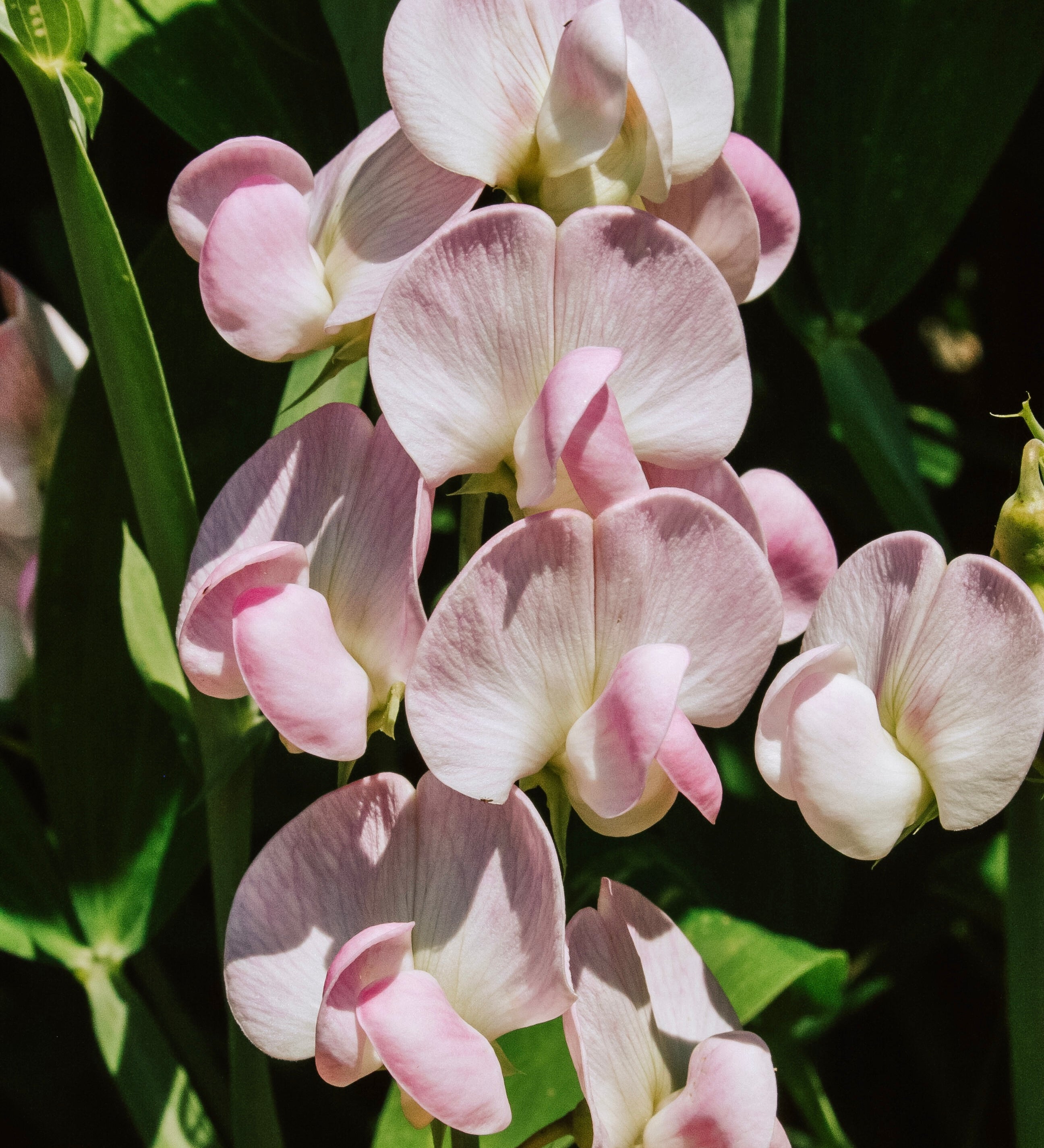 Lathyrus latifolius 'Pink Pearl'-Angelo