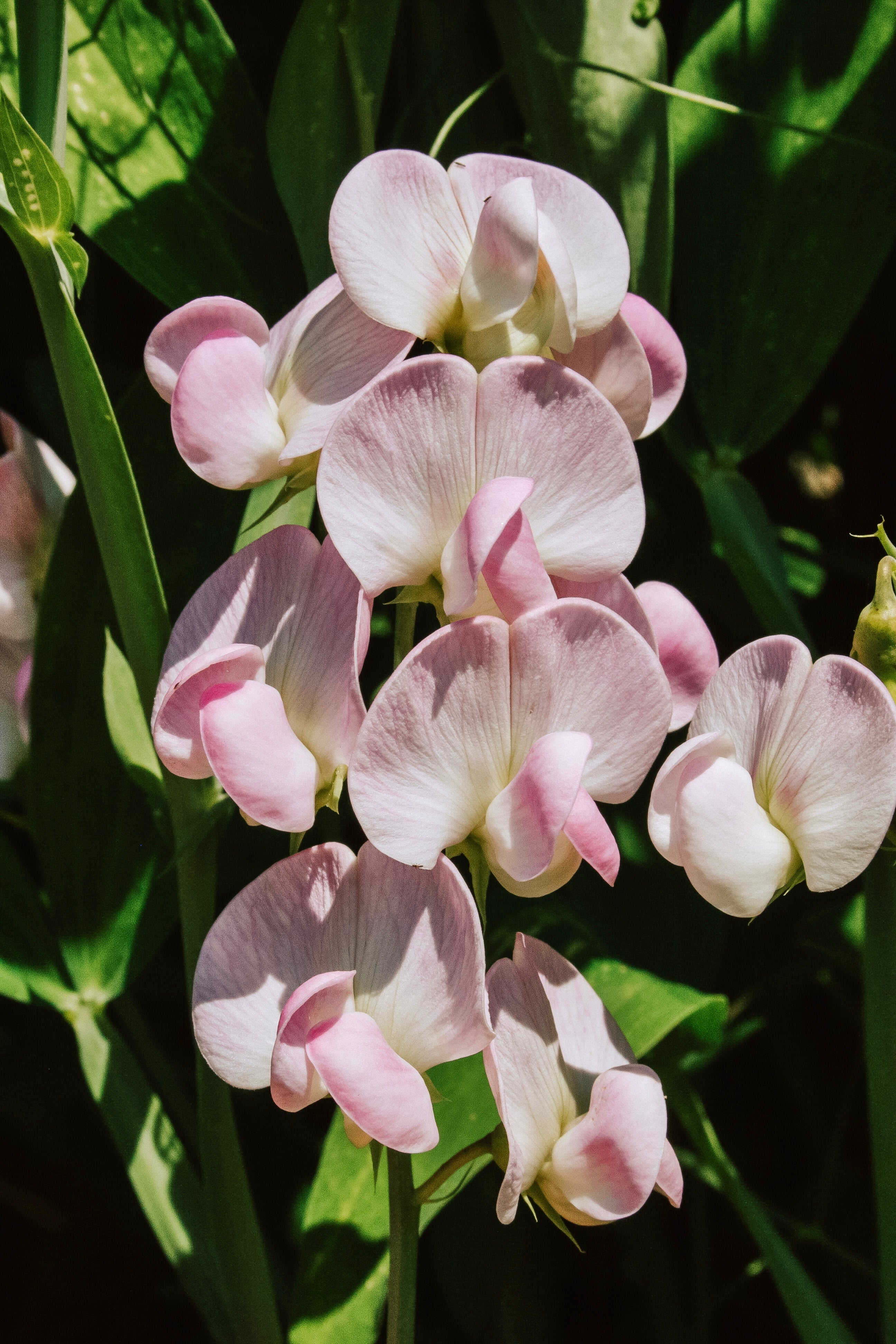 Lathyrus latifolius 'Pink Pearl'-Angelo