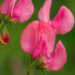 Lathyrus odoratus 'Miss Willmot'-Angelo