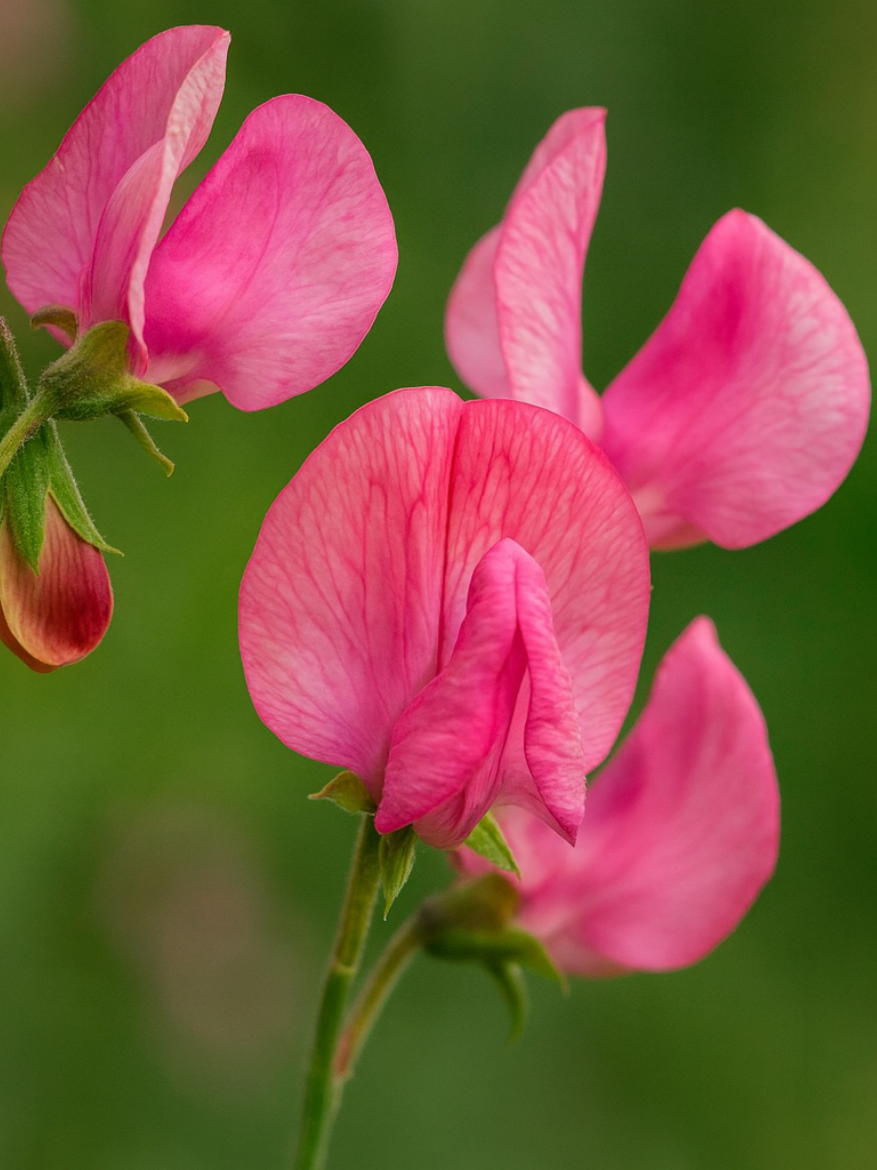 Lathyrus odoratus 'Miss Willmot'-Angelo