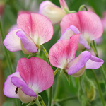 Lathyrus odoratus 'Spanish Dancer'-Angelo