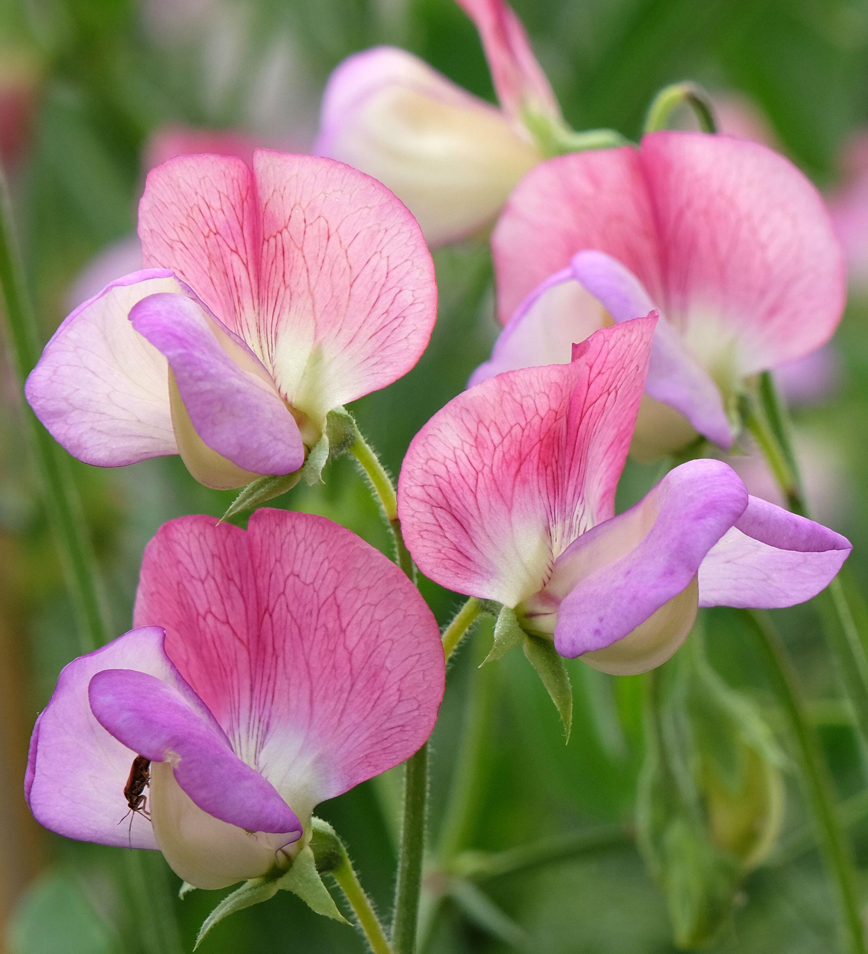 Lathyrus odoratus 'Spanish Dancer'-Angelo