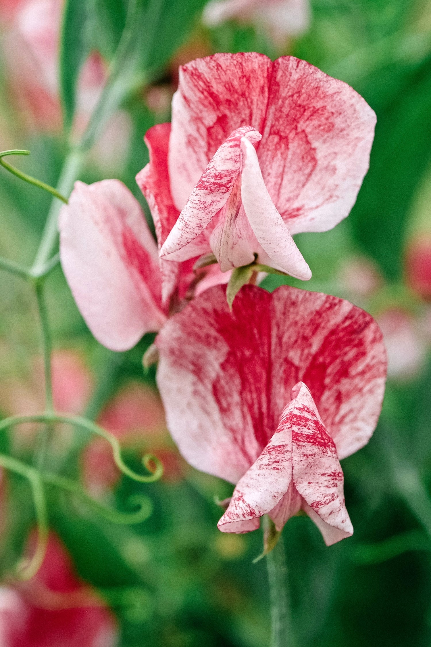 Lathyrus odoratus &