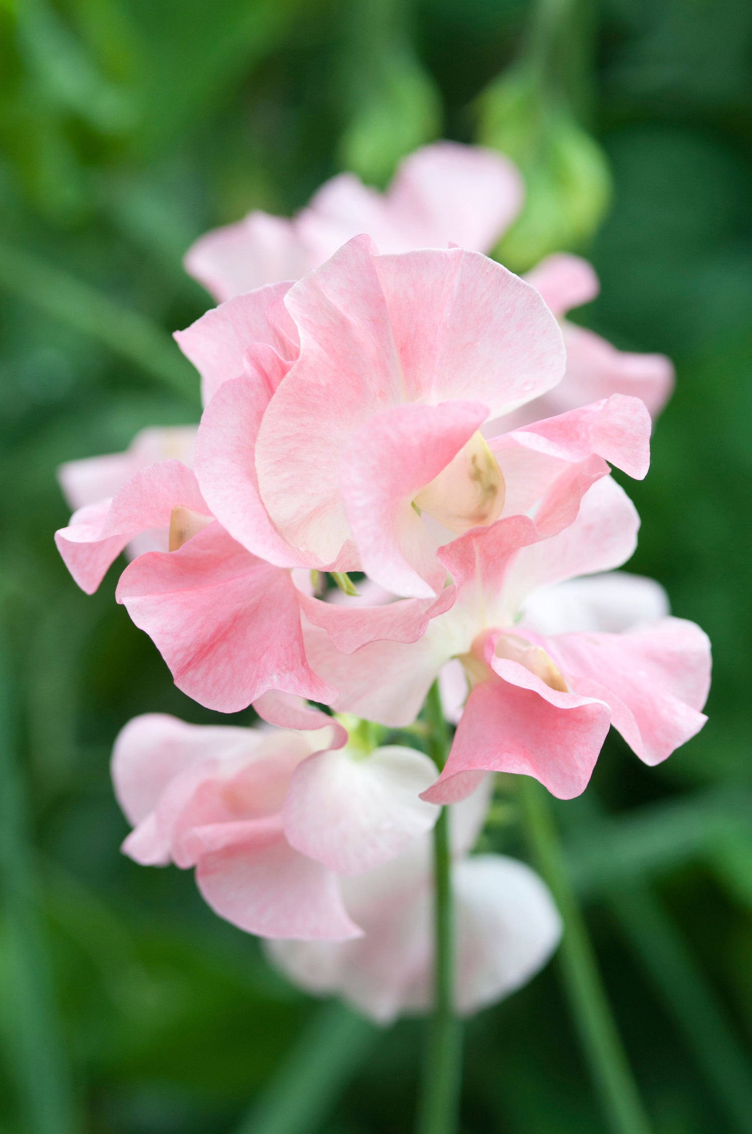 Lathyrus odoratus &