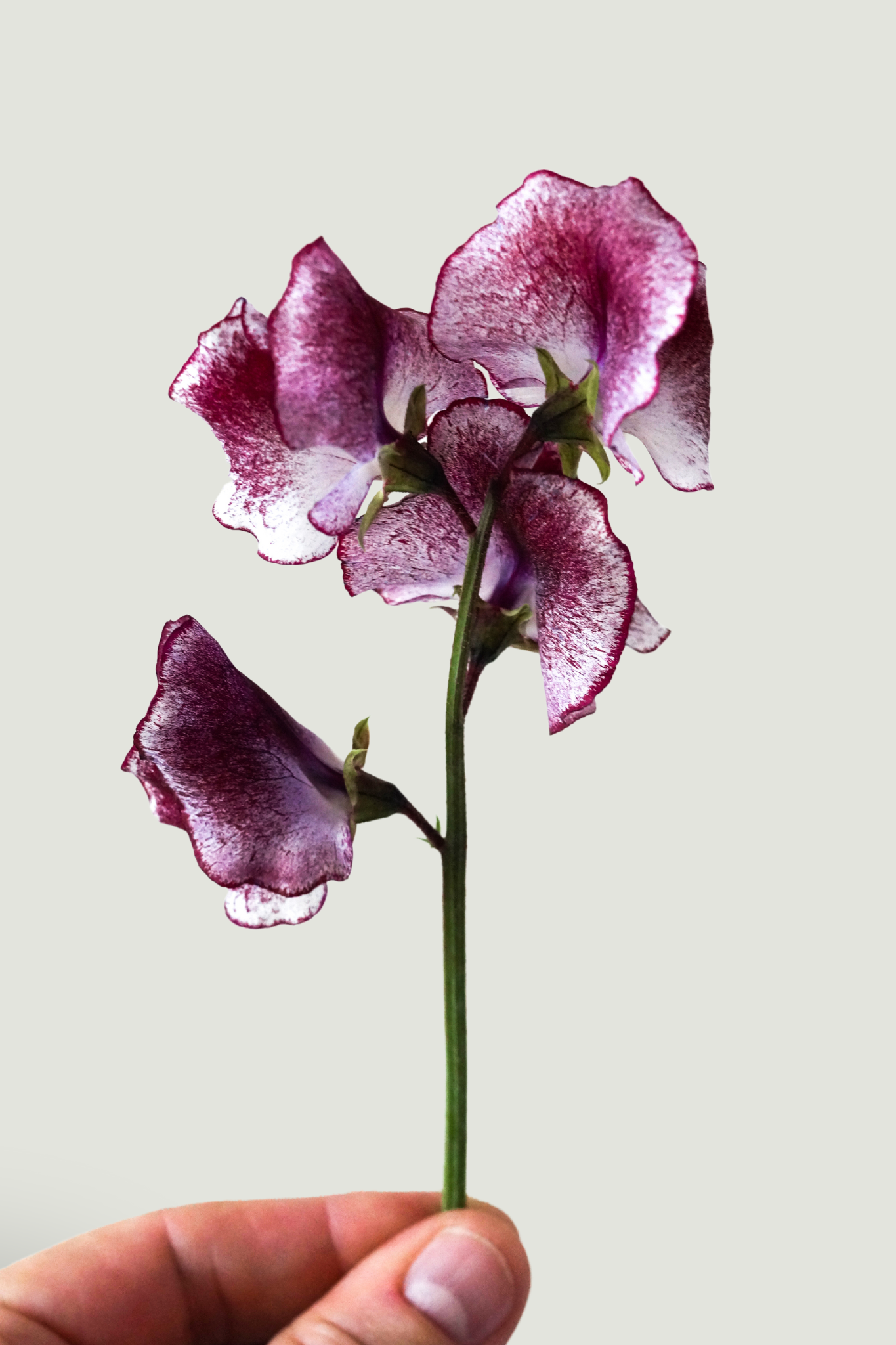 Lathyrus odoratus &