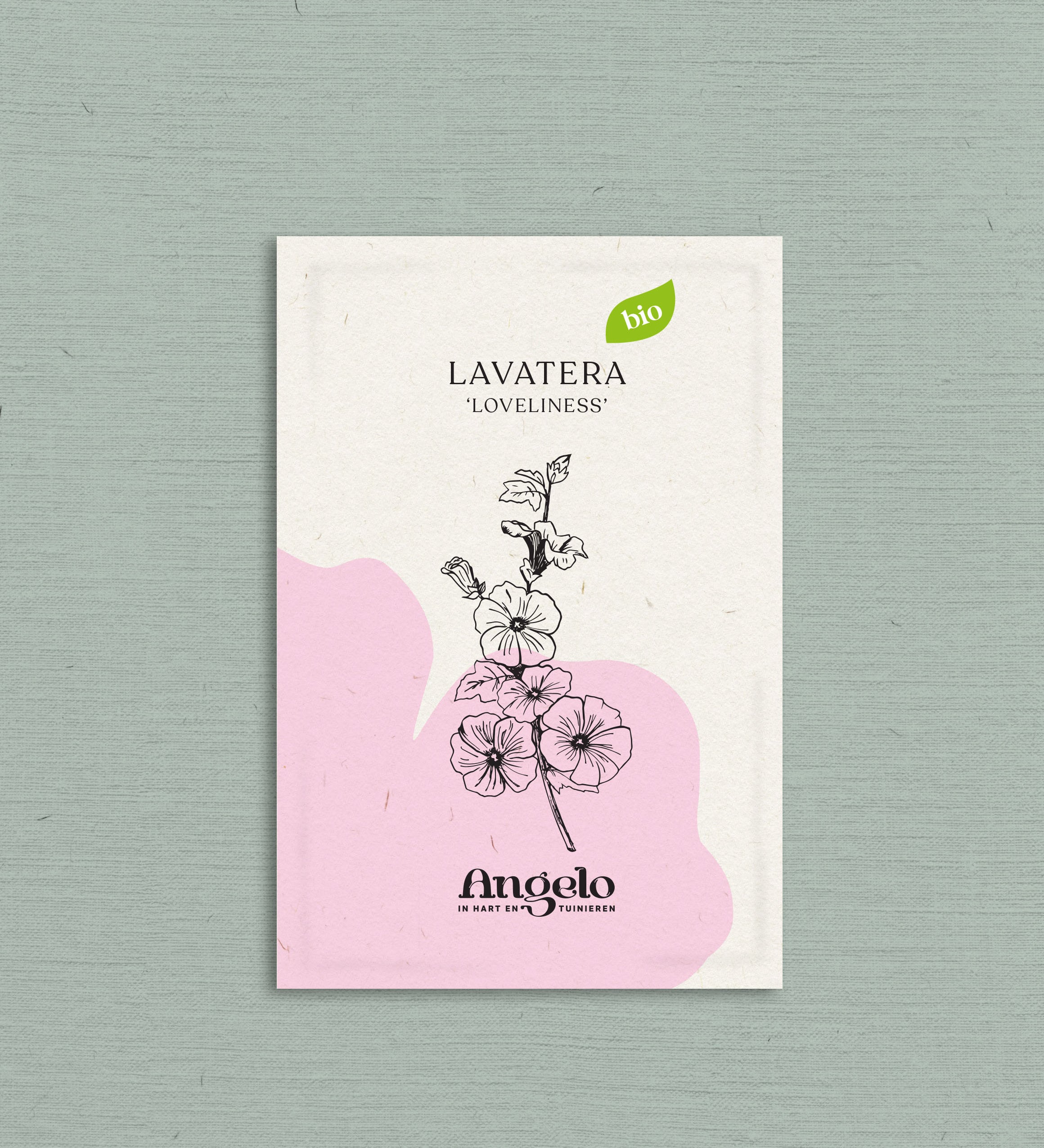 Lavatera trimestris 'Loveliness'-Angelo