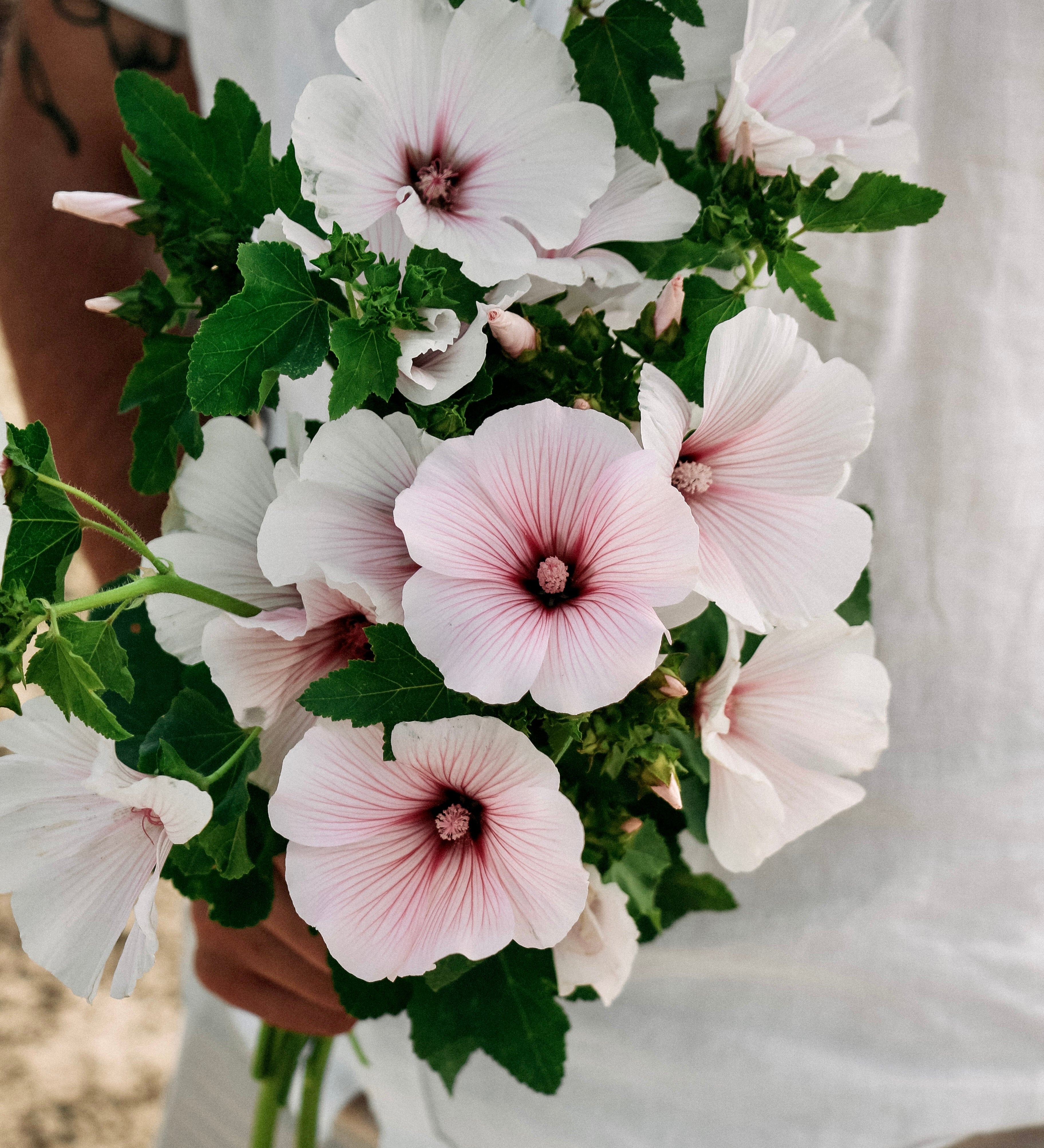 Lavatera trimestris 'pink regis'-Angelo