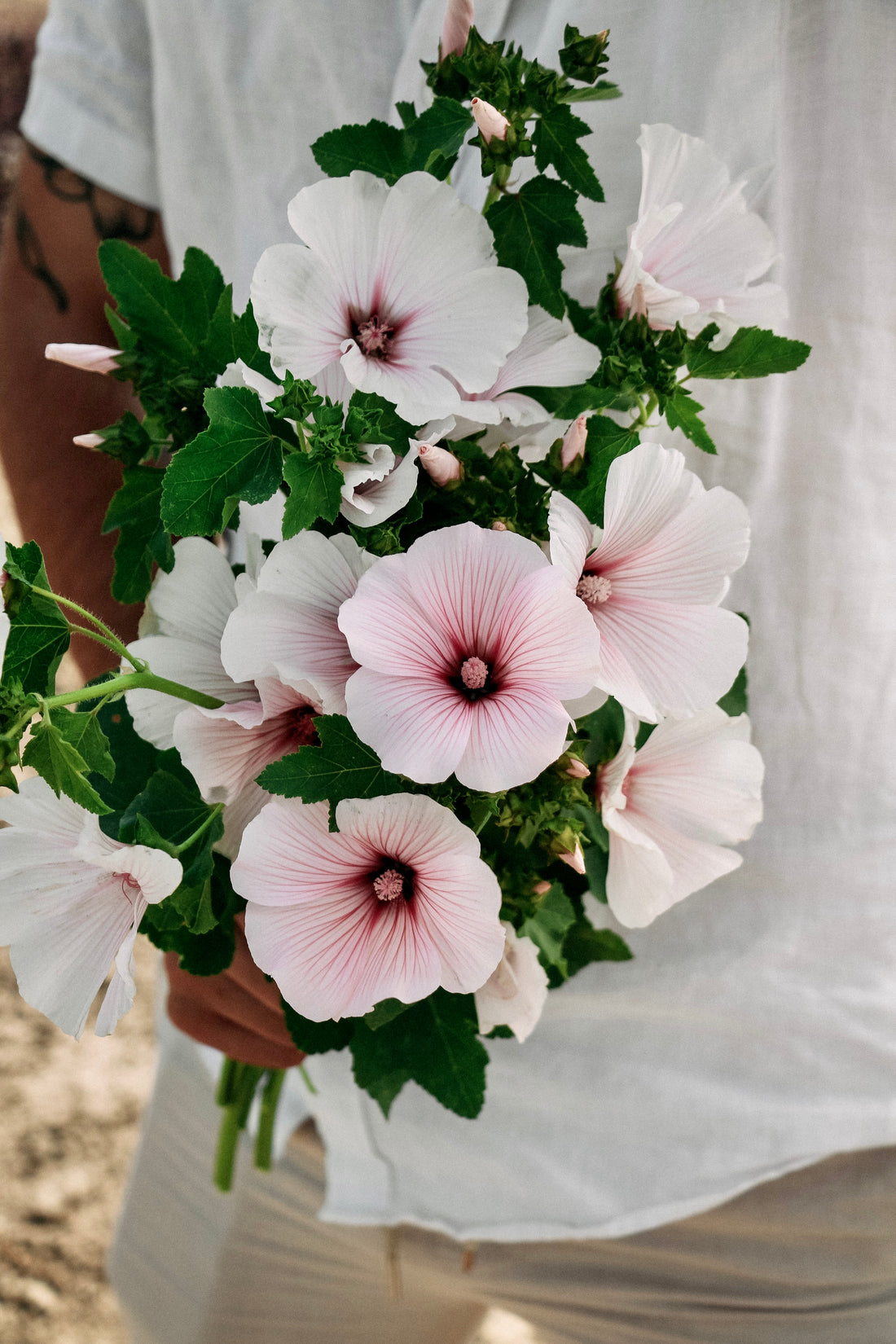 Lavatera trimestris &
