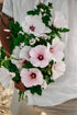 Lavatera trimestris &