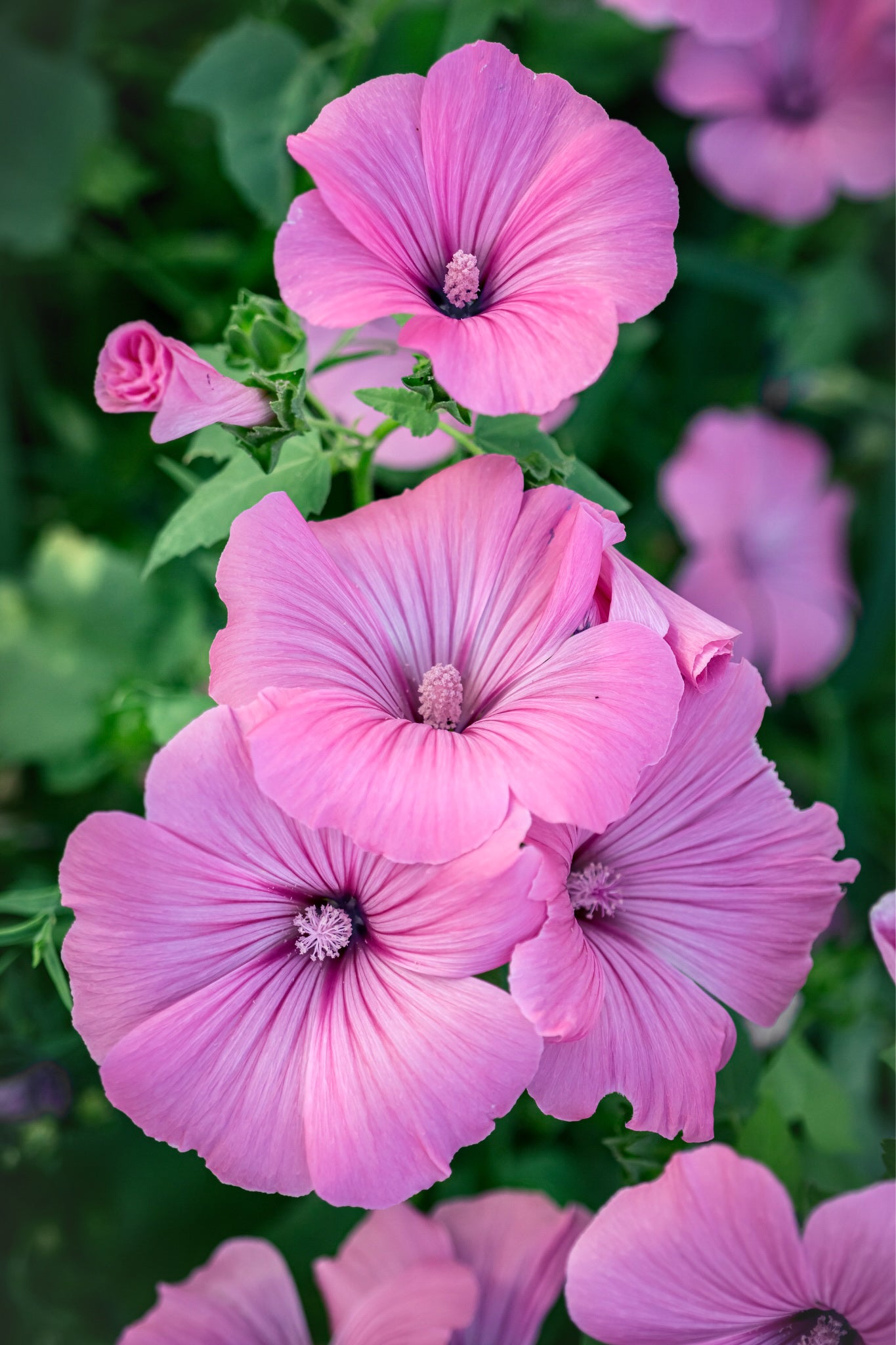 Lavatera trimestris &