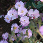 Struikroos 'Lavender Dream'